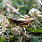 Hopper in the grass